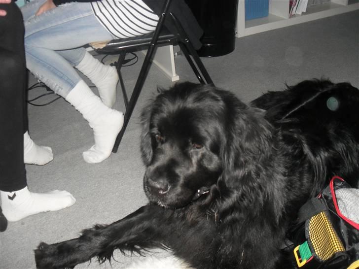 Newfoundlænder Papaya billede 14