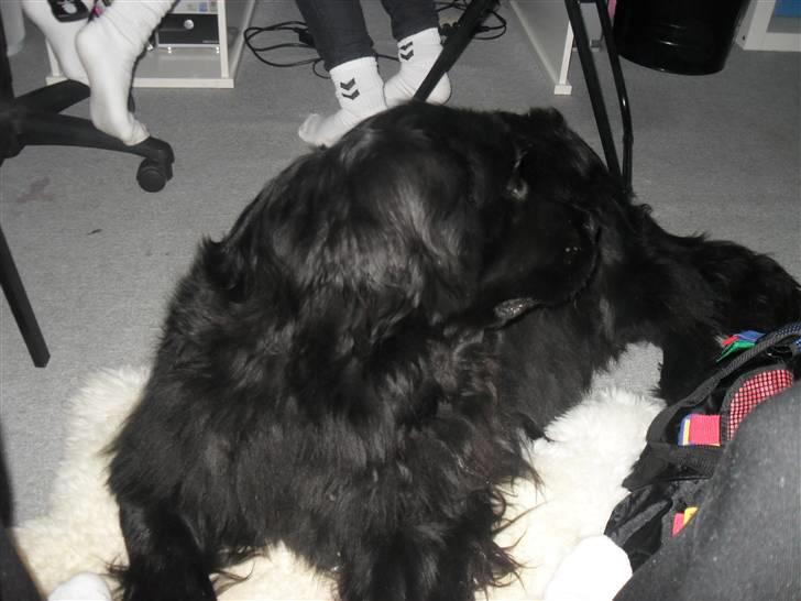 Newfoundlænder Papaya billede 13