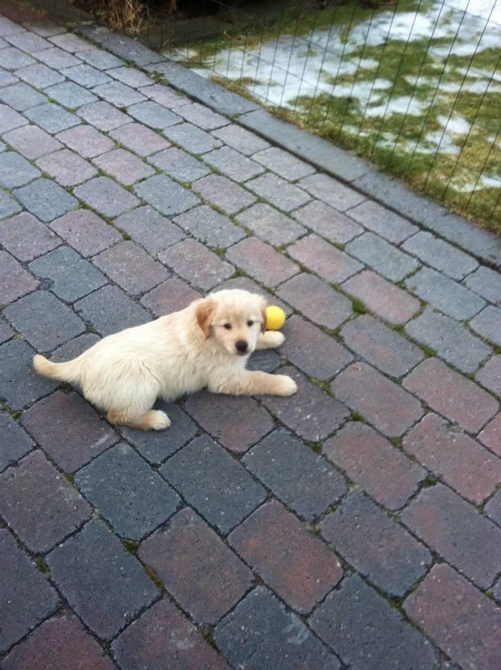 Blanding af racer Messy billede 4