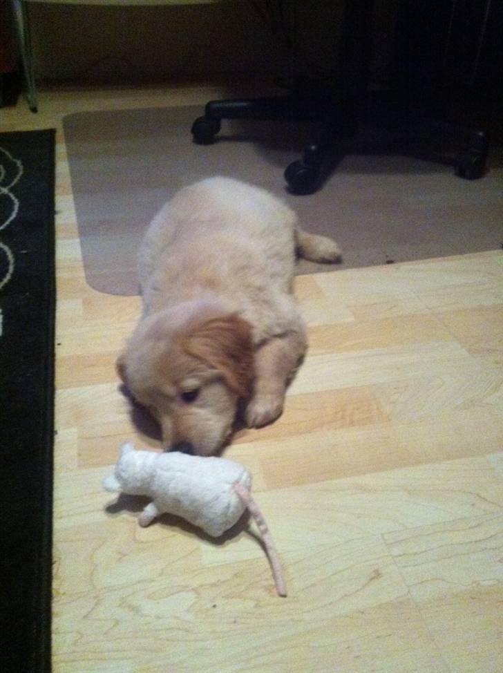 Blanding af racer Messy billede 5