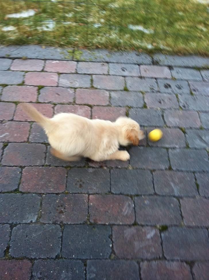 Blanding af racer Messy billede 6