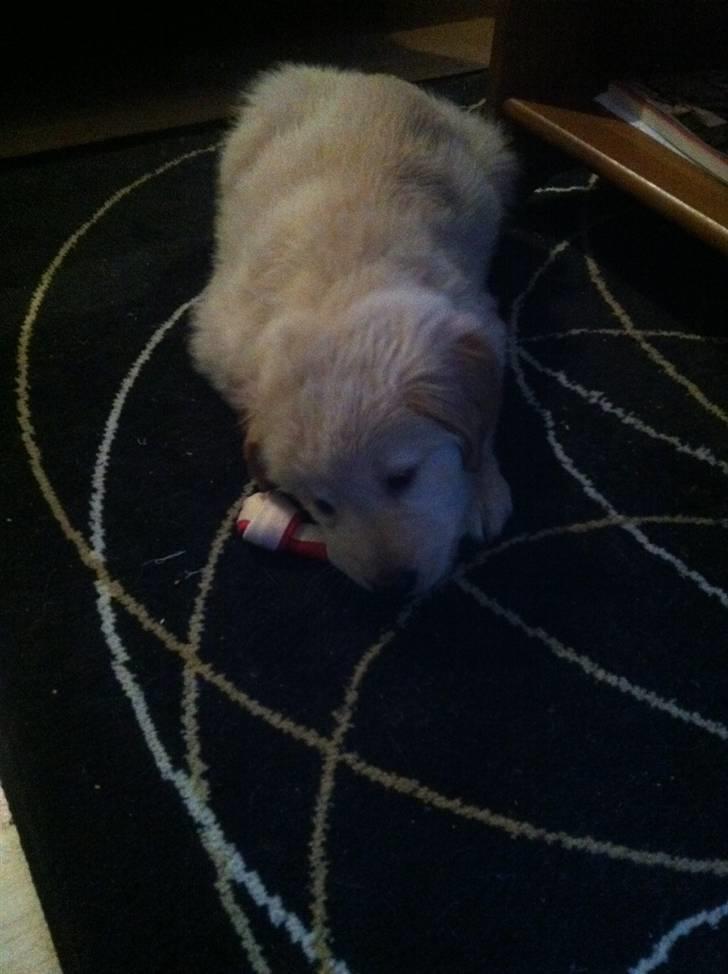 Blanding af racer Messy billede 7