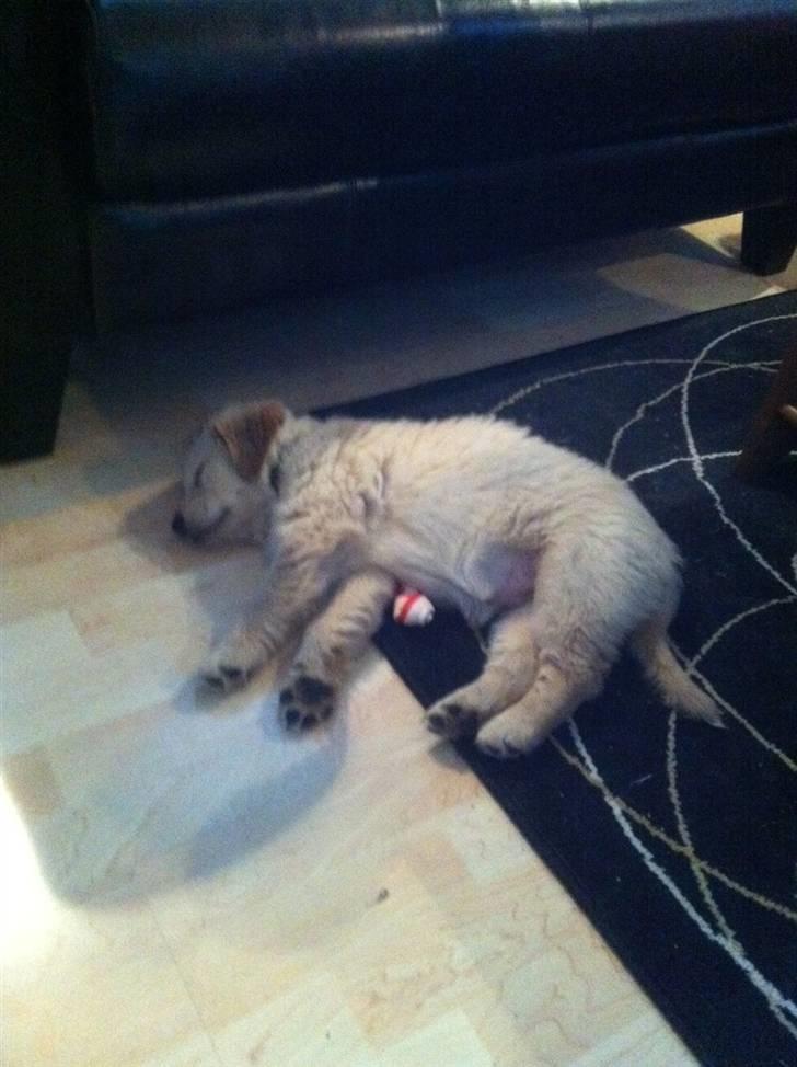 Blanding af racer Messy billede 8