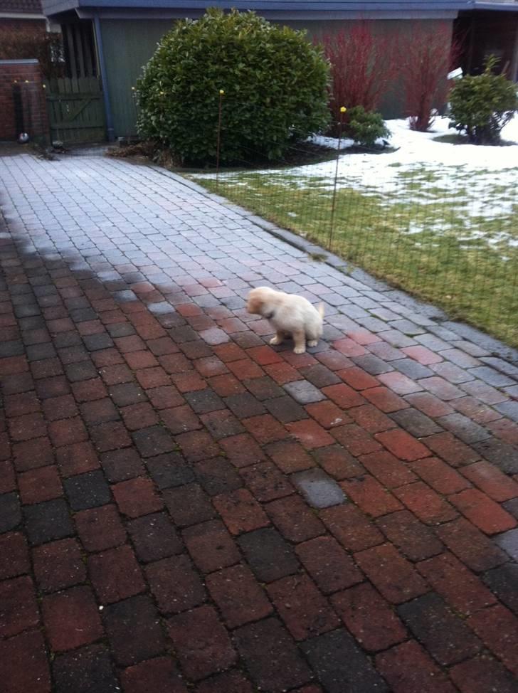 Blanding af racer Messy billede 9