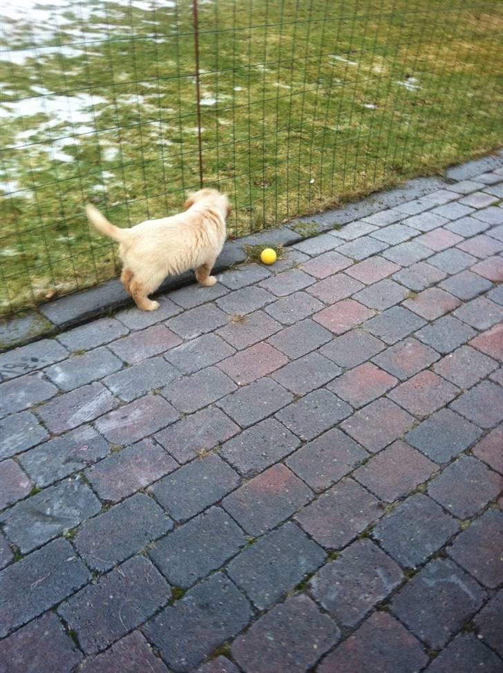 Blanding af racer Messy billede 10