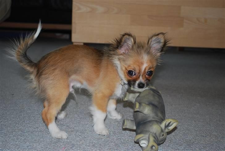 Chihuahua /Papillon Teddi - 19 uger billede 13