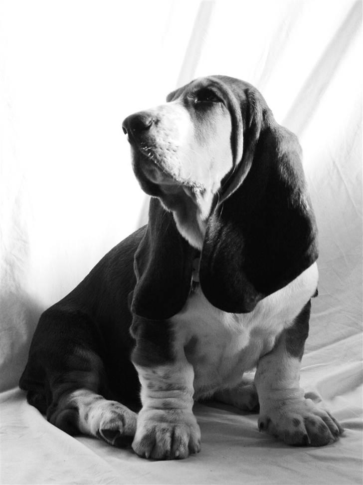 Basset hound Vito - Vito ca. 3 mdr. gammel.  billede 2