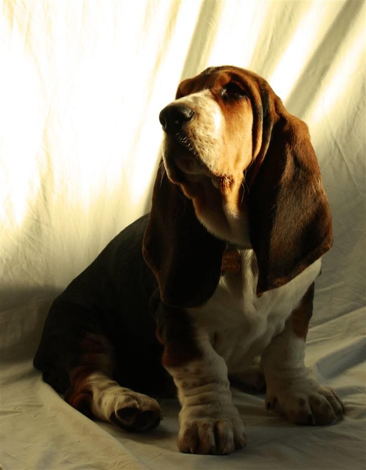 Basset hound Vito - Min smukke, dejlige, godmodige og møgfrække Vito!!  billede 1