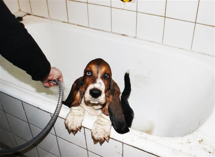 Basset hound Vito - Vito havde hygget sig i noget lækkert mudder. Og det krævede altså et lille bad.  billede 9