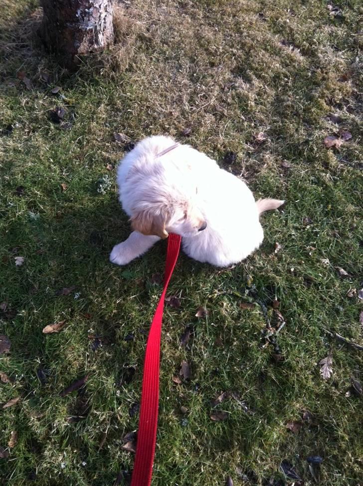 Blanding af racer Messy billede 11