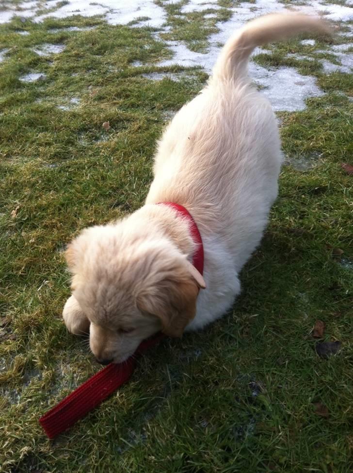 Blanding af racer Messy billede 12