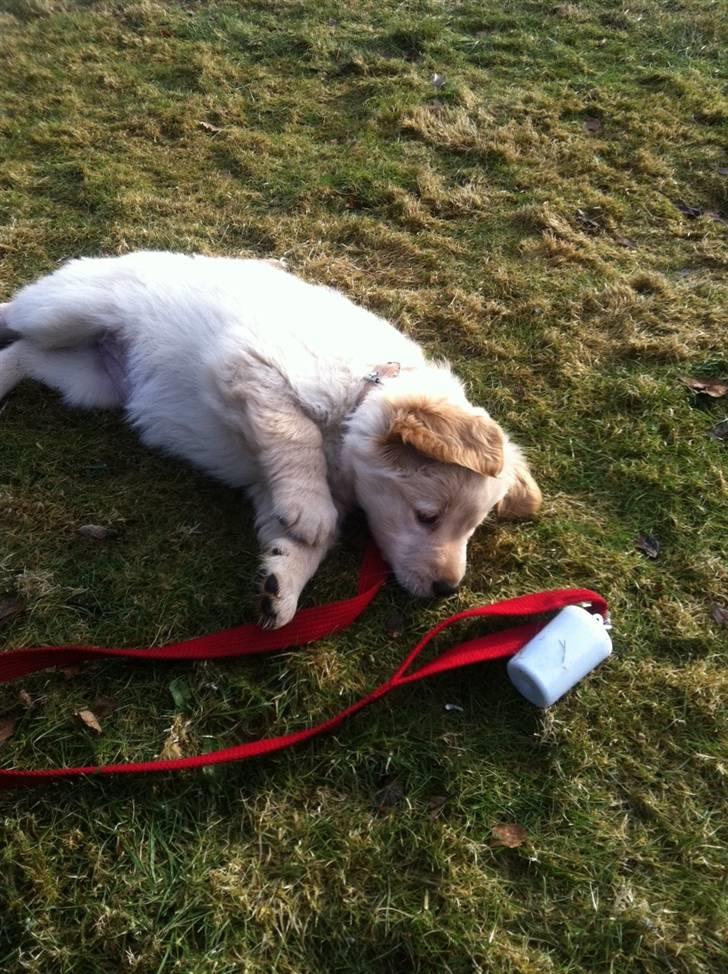 Blanding af racer Messy billede 13