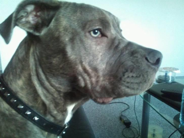 Amerikansk staffordshire terrier ~ Choppy ~ - choppy 6 måneder  billede 12