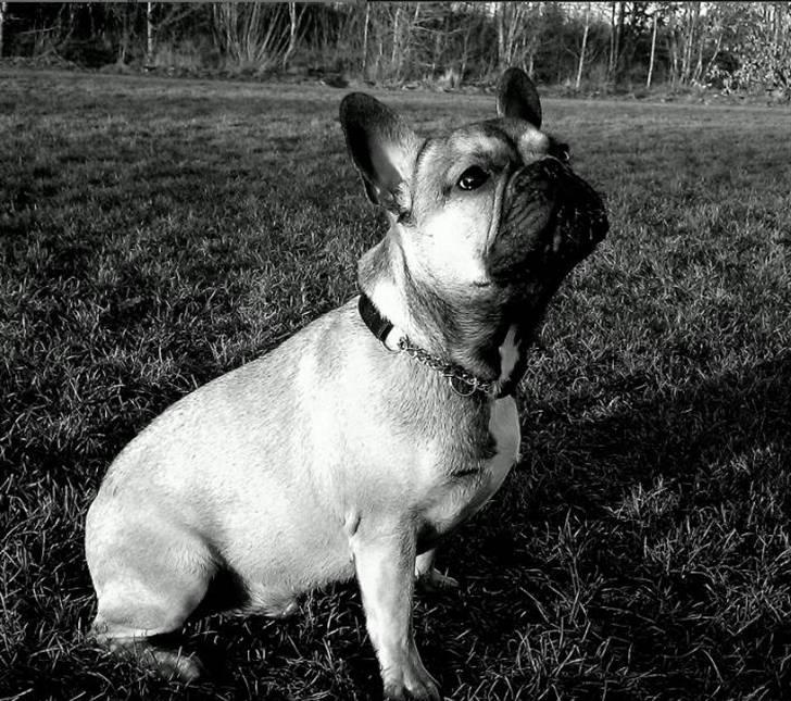 Fransk bulldog Leopold billede 19