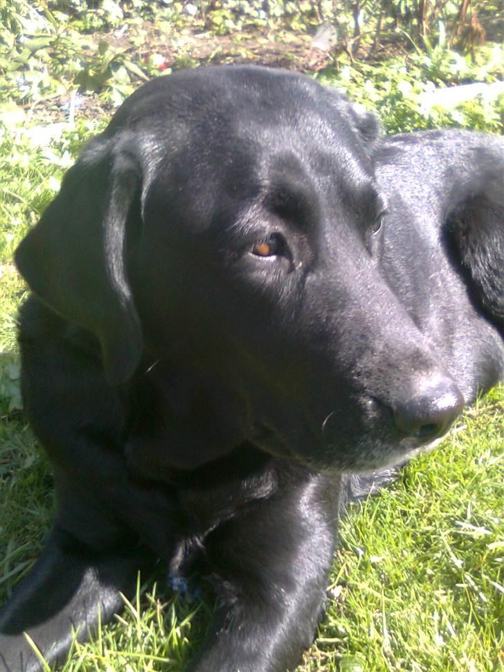 Labrador retriever †.R.I.P June.† 31-01-2014 - <3 billede 8