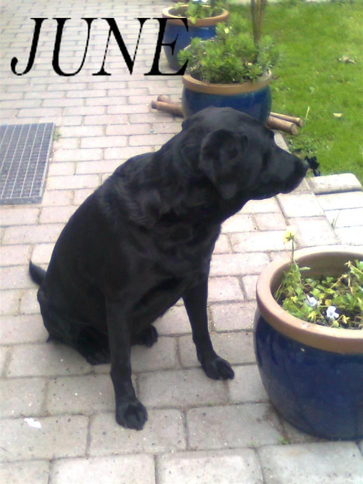 Labrador retriever †.R.I.P June.† 31-01-2014 - skønne <3 billede 13