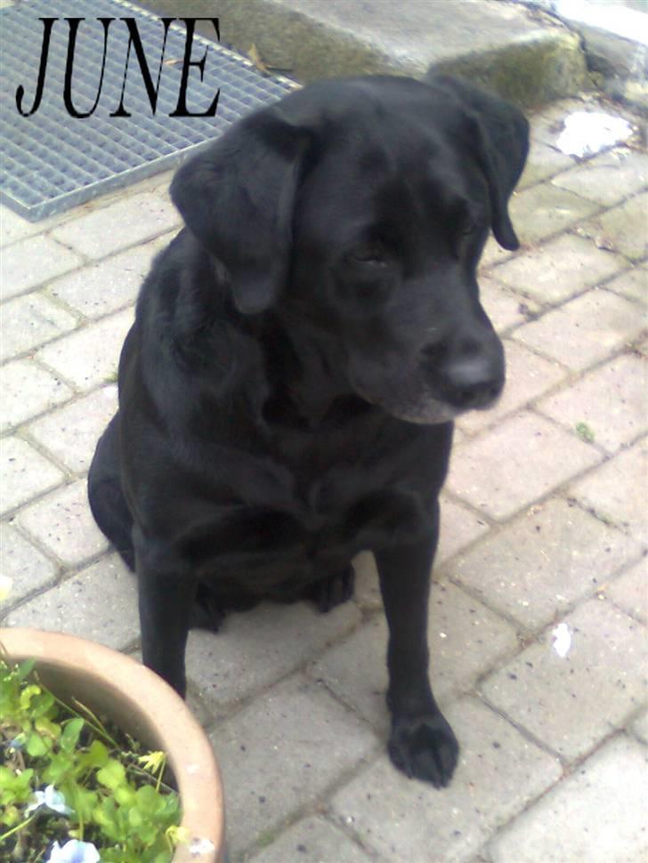 Labrador retriever †.R.I.P June.† 31-01-2014 - <3 billede 16