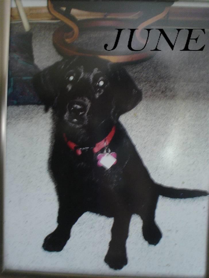 Labrador retriever †.R.I.P June.† 31-01-2014 - June som hvalp :) billede 12