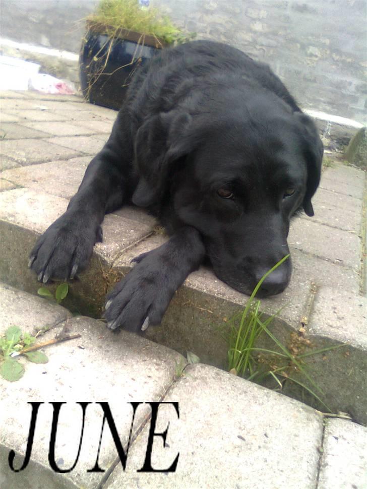 Labrador retriever †.R.I.P June.† 31-01-2014 - <3 billede 5