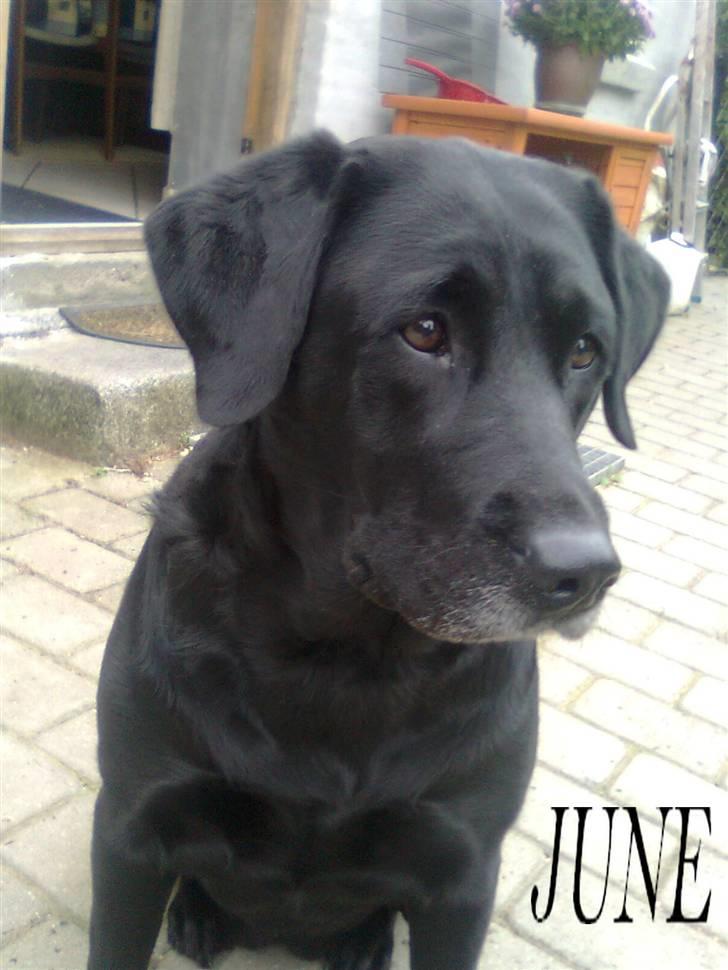 Labrador retriever †.R.I.P June.† 31-01-2014 - Dejlig june<3 billede 10