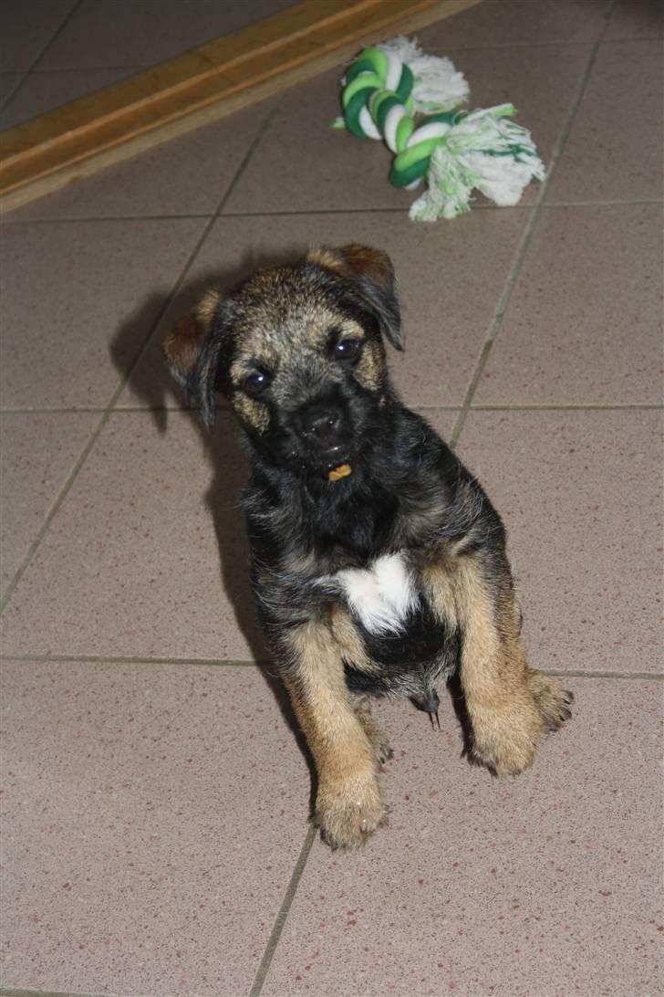 Border terrier Arthur <3 billede 5