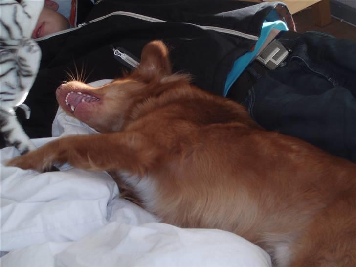 Nova scotia duck tolling retriever Ricco billede 2