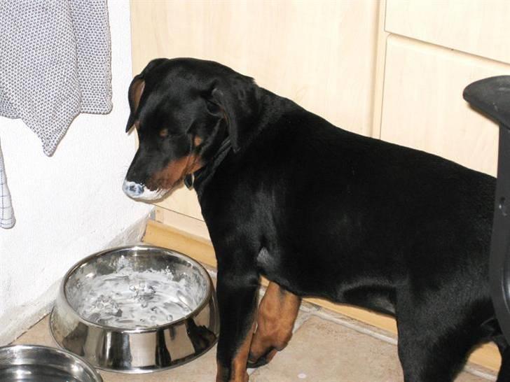 Dobermann Logan - A38 er godt for mavsen - og snuden ! billede 4