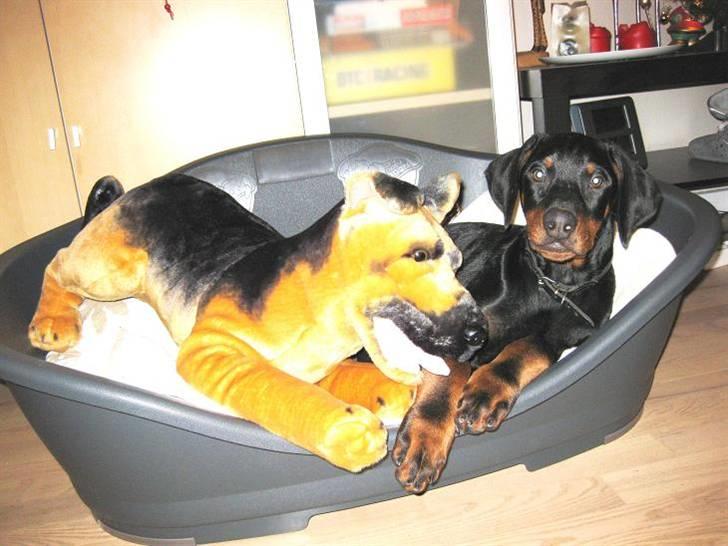 Dobermann Logan - Logan og hans bedste ven billede 7