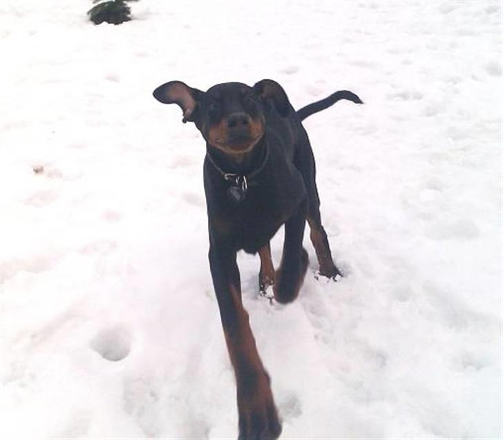 Dobermann Logan - Mooaaar... Jeg kommer nuuuuuh !!  billede 8