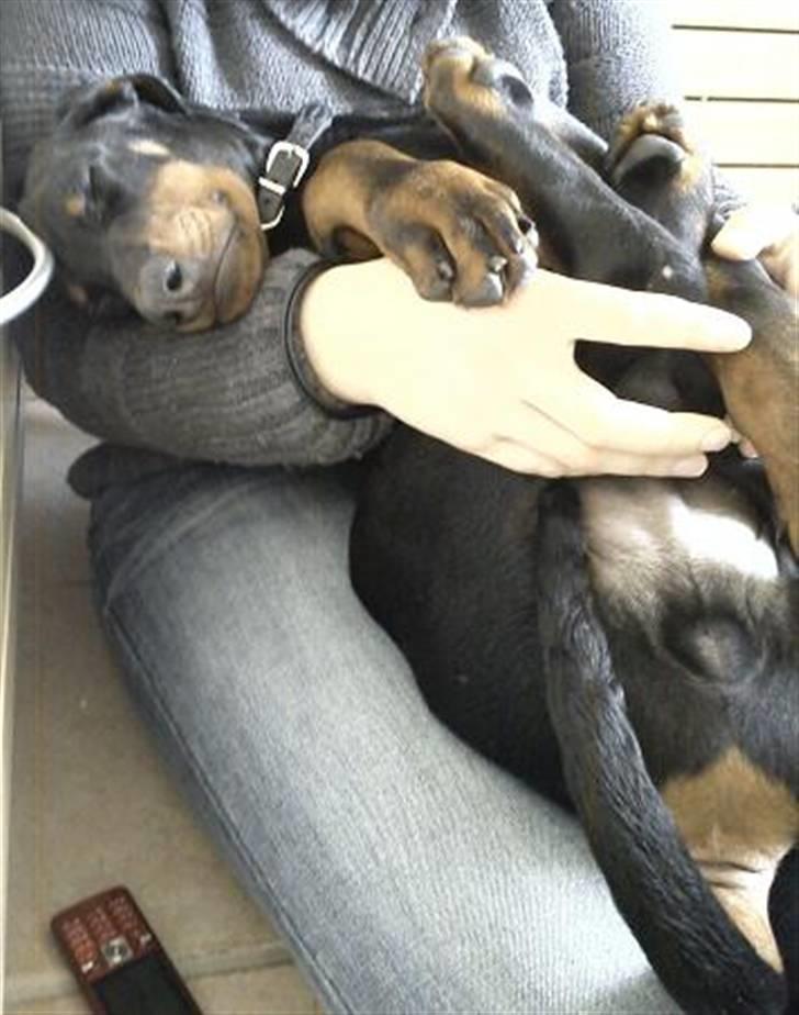 Dobermann Logan - Det er hårdt at være til...  billede 5