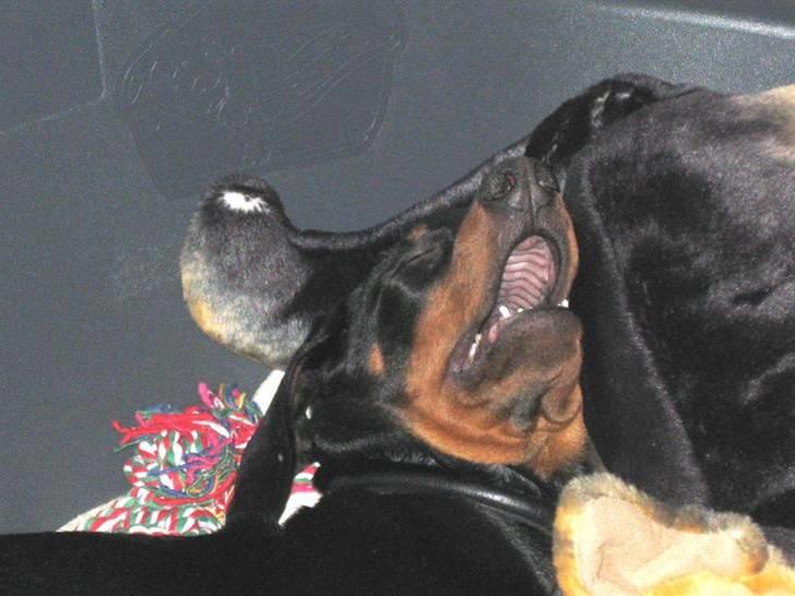 Dobermann Logan - zzzZzzzZzz  billede 6