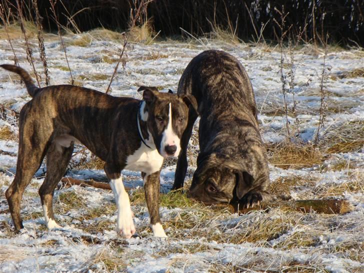 Blanding af racer Simba * RIP *D.11/4-11 billede 8