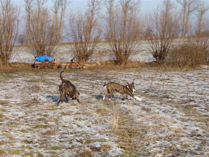 Blanding af racer Simba * RIP *D.11/4-11 billede 9