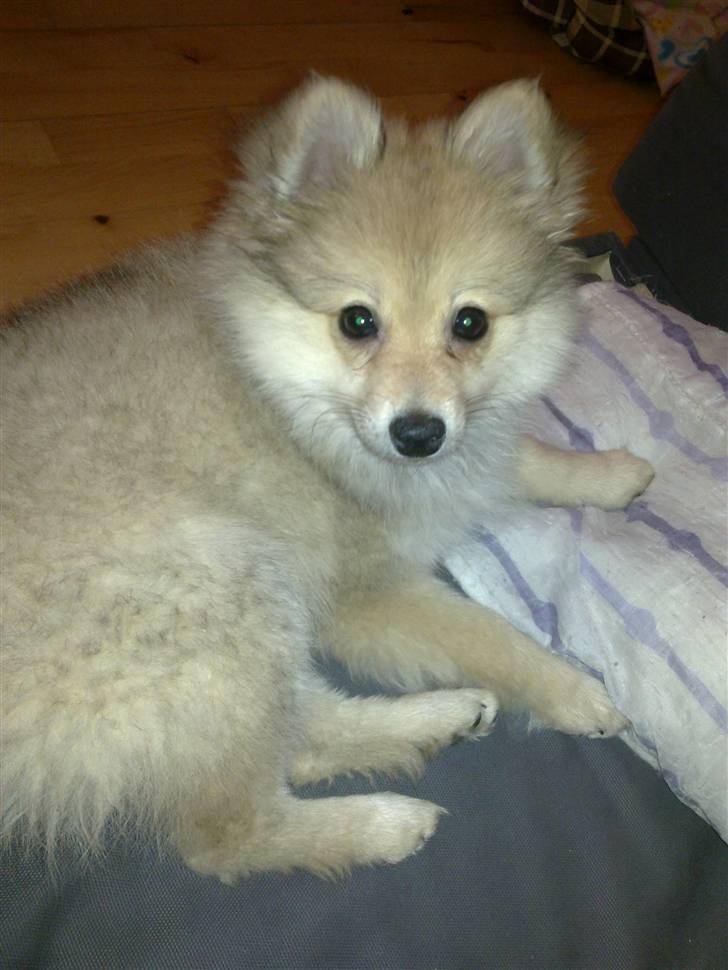 Pomeranian Malou  billede 10