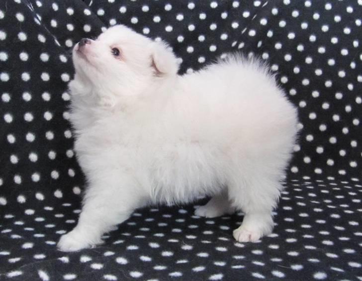 Volpino italiano Ex Animo - En lille baby Animo, kun nogle få uger gammel (: billede 14