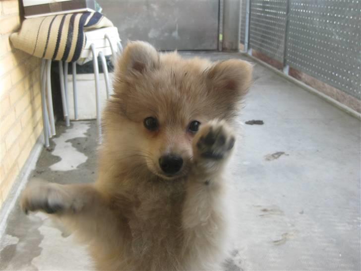 Pomeranian Malou  billede 11