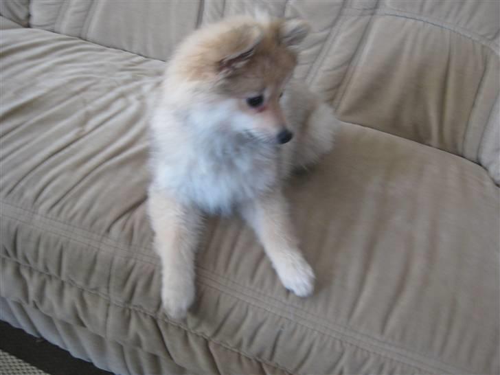 Pomeranian Malou  billede 12