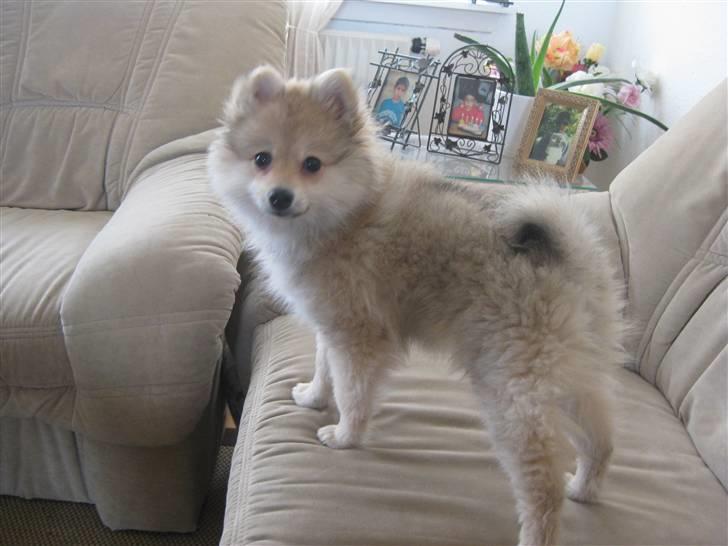 Pomeranian Malou  billede 13