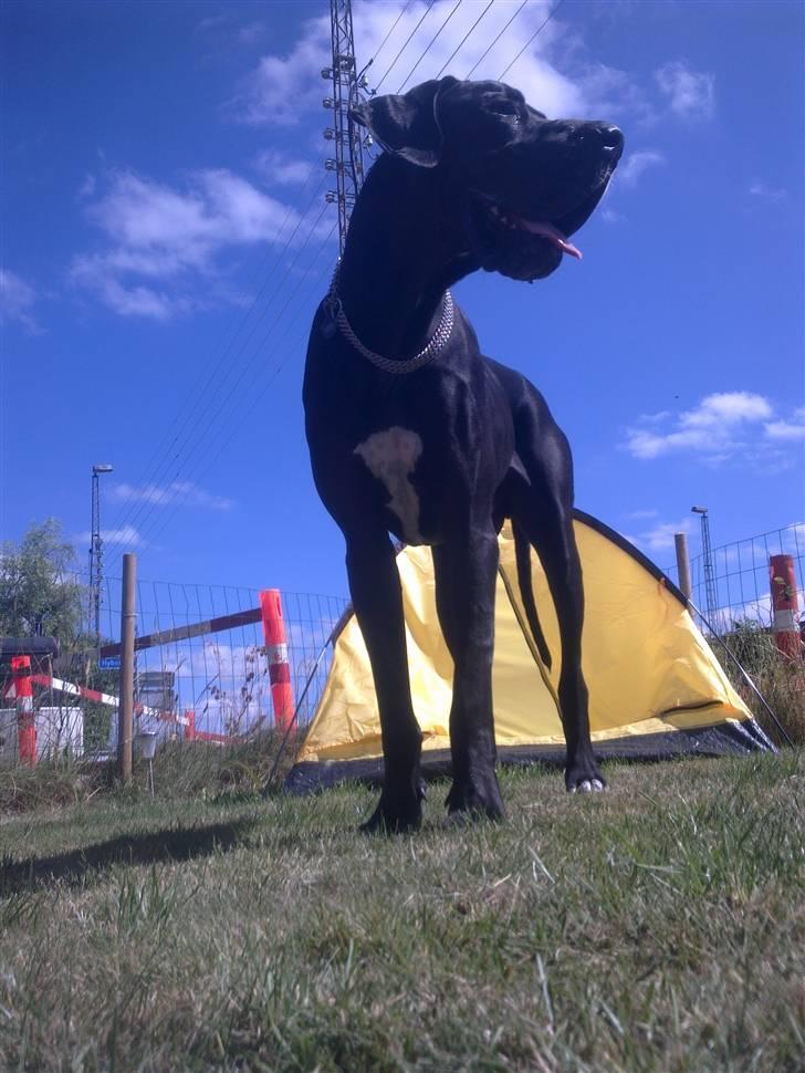 Grand danois asland billede 12