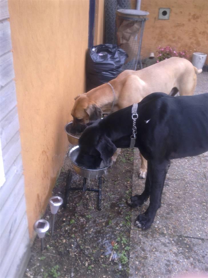 Grand danois asland billede 13