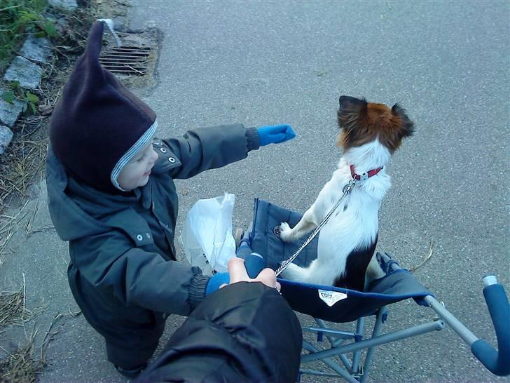 Blanding af racer Emma - Noah gider slet ikke være i sin klapvogn når jeg er med.. Han synes det er MEGET sjovere at jeg sidder i den. Jeg klager ikke.. Det er sjovt! billede 3