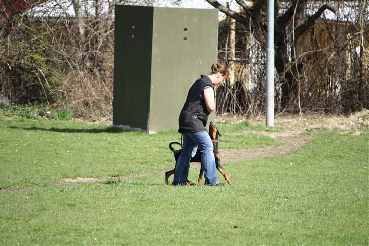 Dobermann GOF Fearless Fairy billede 1