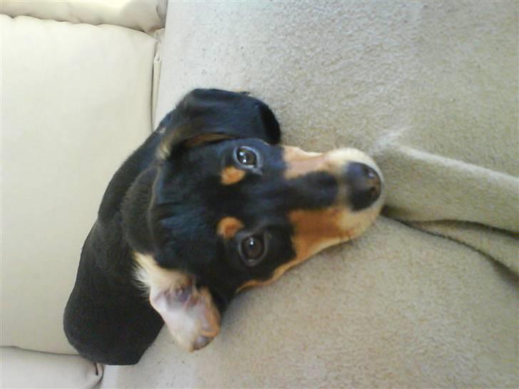 Gravhund Nuser billede 2