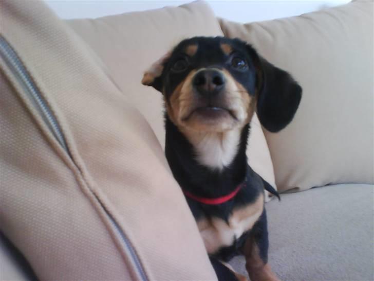 Gravhund Nuser billede 3