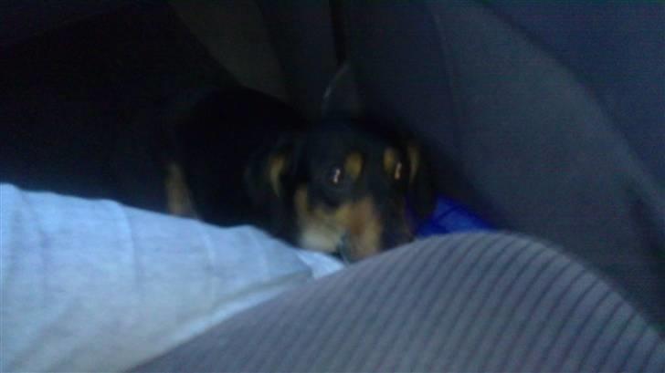 Gravhund Nuser billede 4