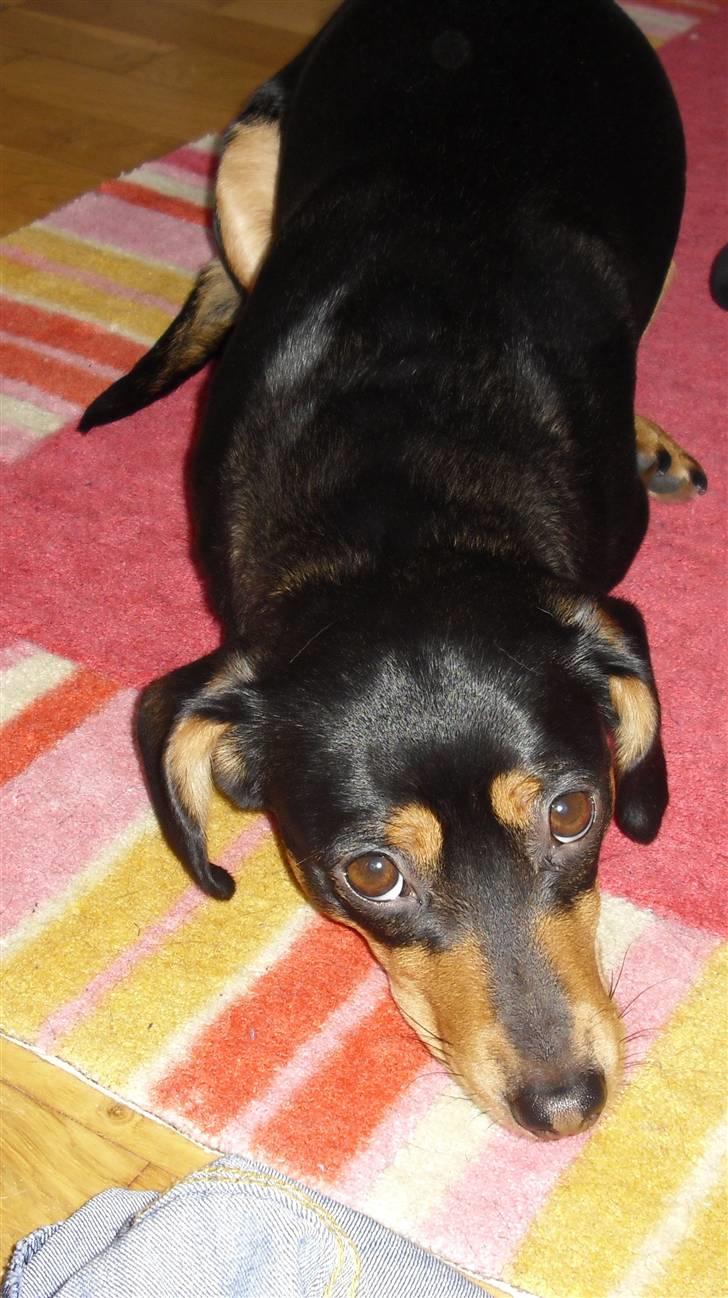 Gravhund Nuser billede 5