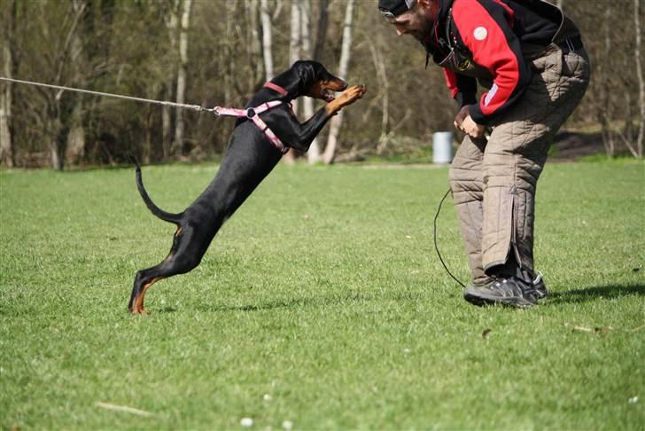 Dobermann GOF Fearless Fairy - 4.5 mdr billede 2