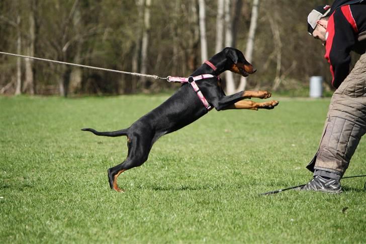 Dobermann GOF Fearless Fairy - 4.5 mdr billede 3