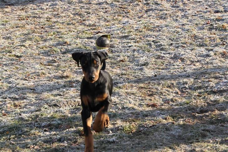 Dobermann GOF Fearless Fairy billede 4