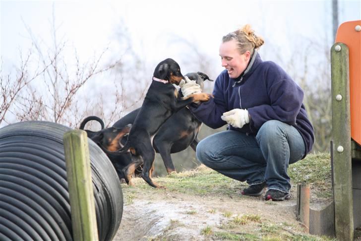 Dobermann GOF Fearless Fairy billede 5